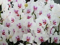 orchidsNL (20)